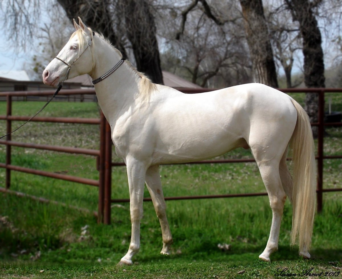 Арабский Мустанг лошадь