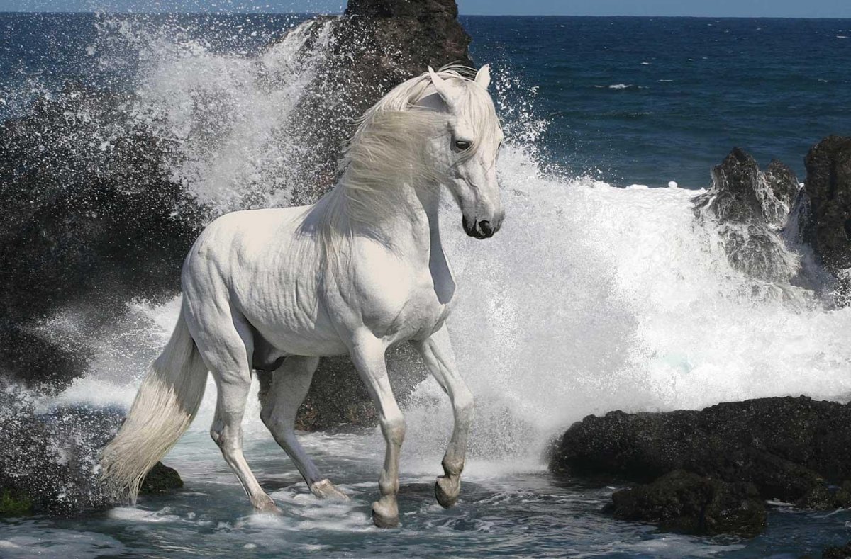 Белый арабский скакун