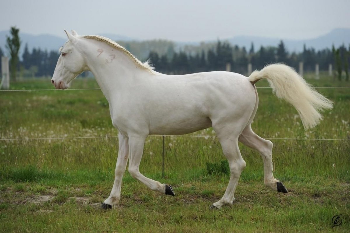 Изабелловая масть ахалтекинец