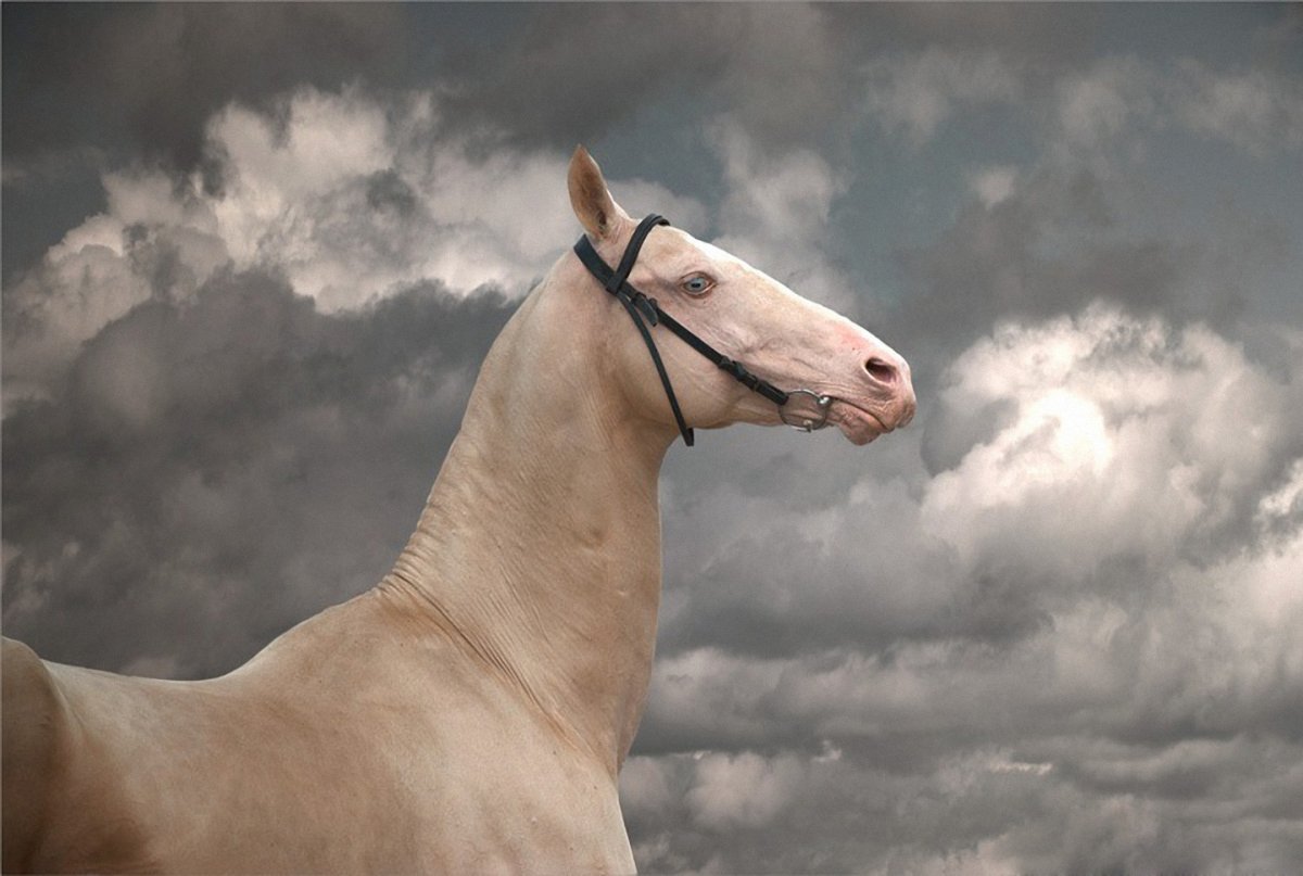 Орловский рысак (Орловская рысистая)