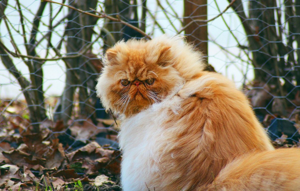 Персидский кот Гарфи