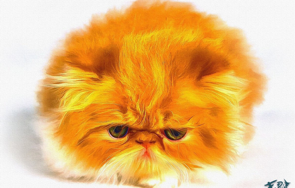 Котенок рыжий перс