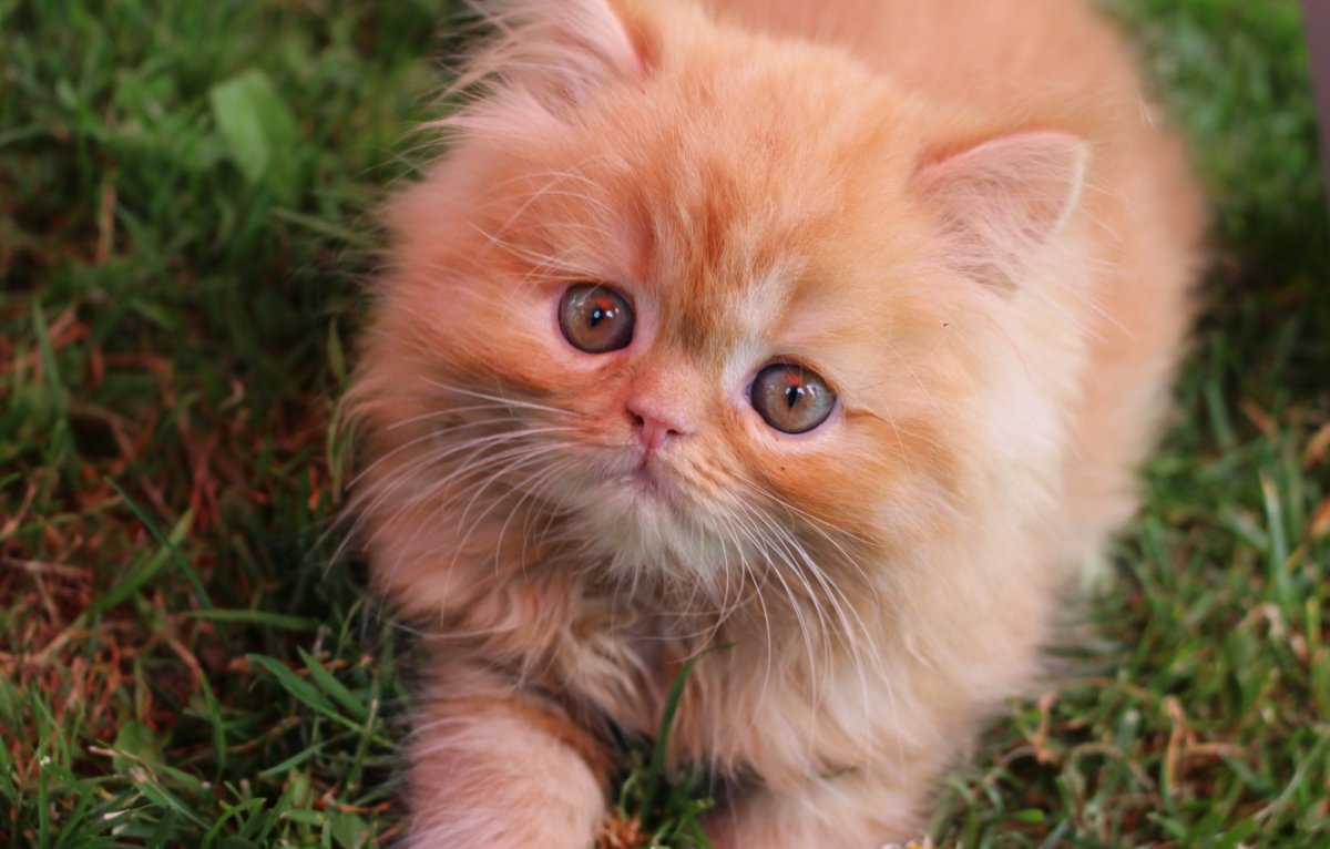 Рыжий персидский кот