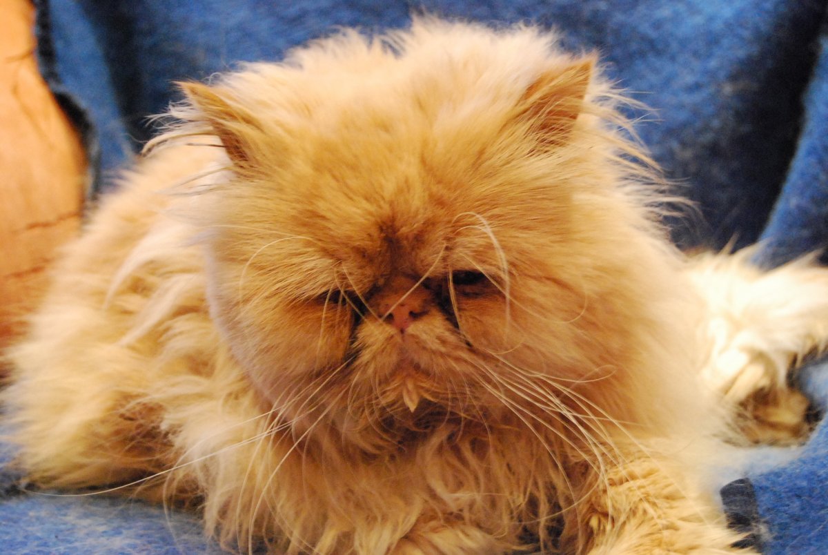 Персидский староанглийский кот