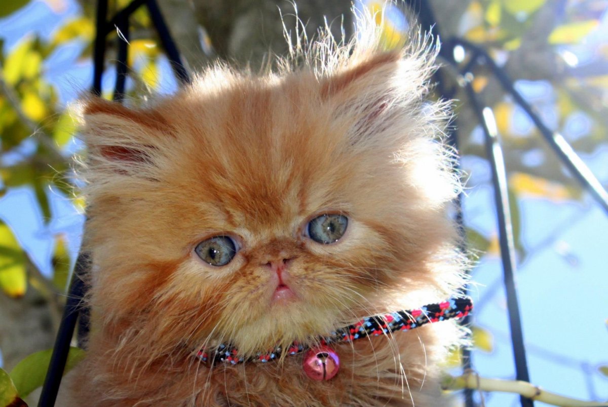 Британский полуперс