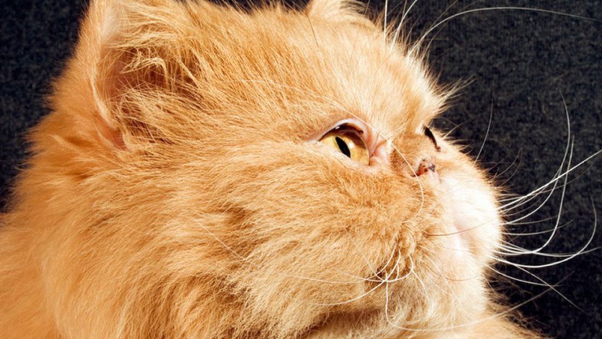 Зеленые персы коты