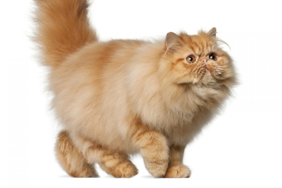 Британская длинношерстная Тобби