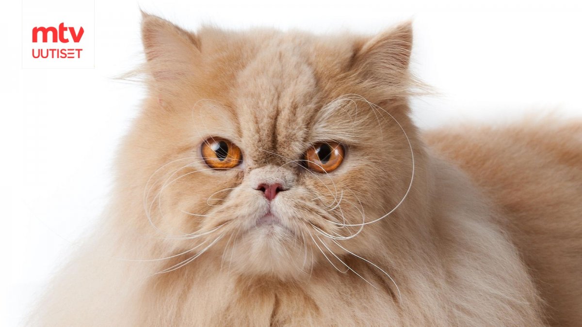 Персидский кот морда