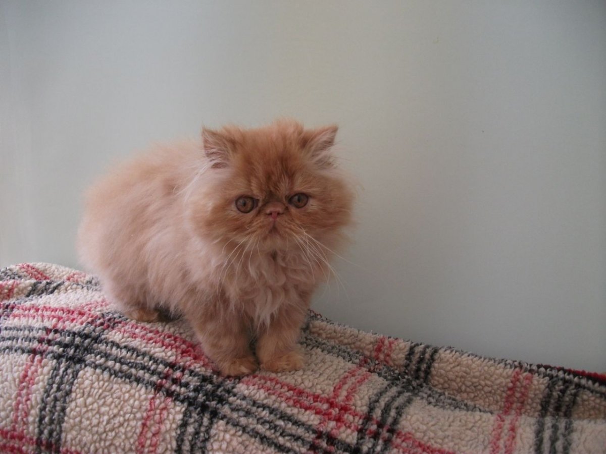 Персицкий кот палевый