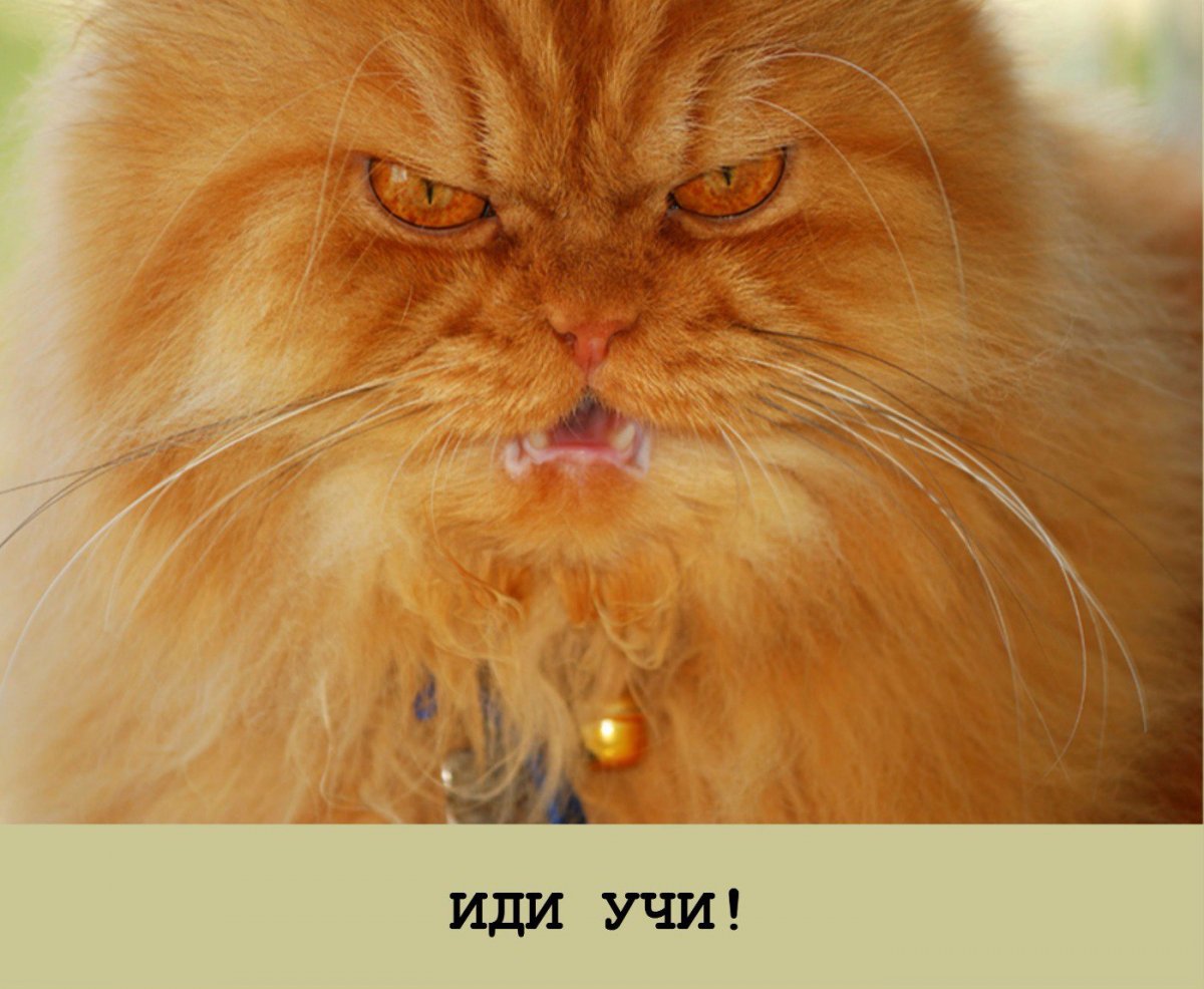 Смешные персы