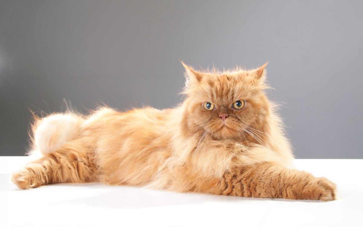 Экзот кошка длинношерстная