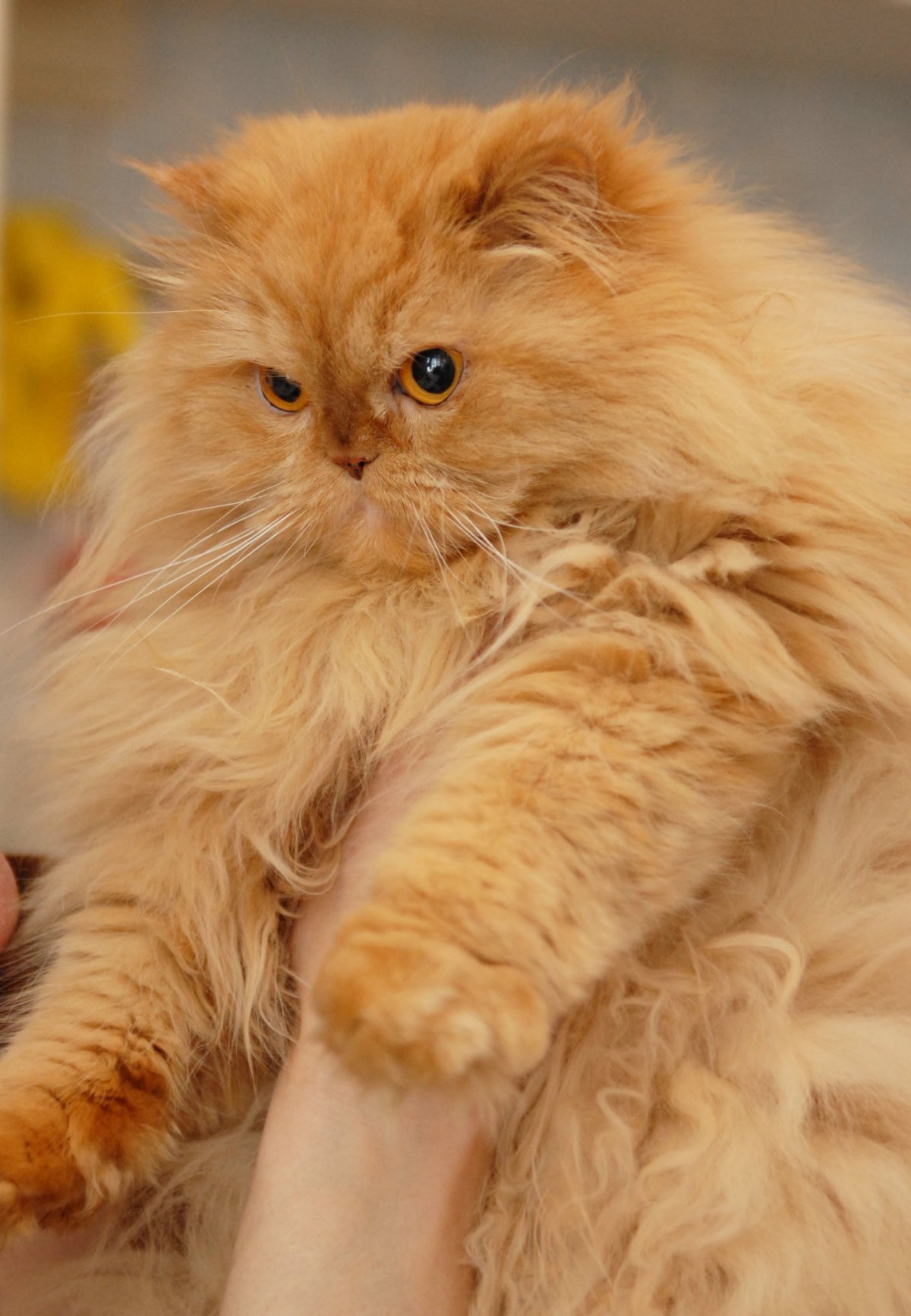 Персидская длинношерстная кошка