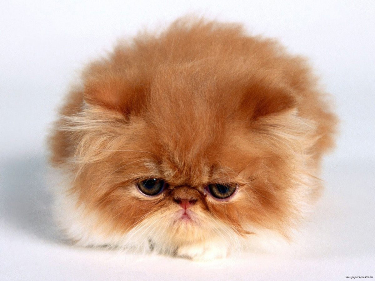 Персидская кошка