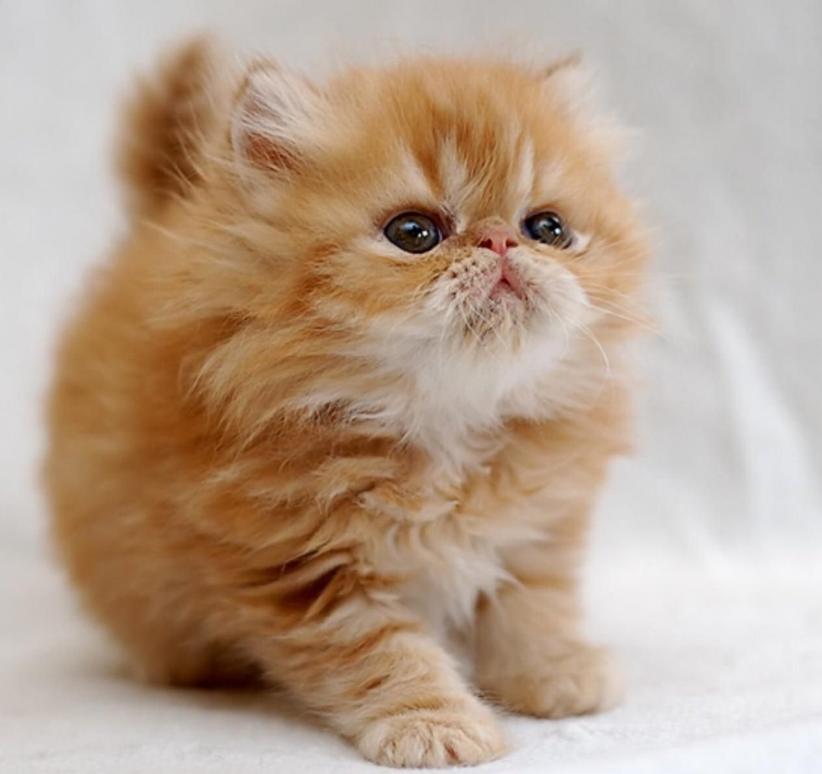 Полуперсидская кошка