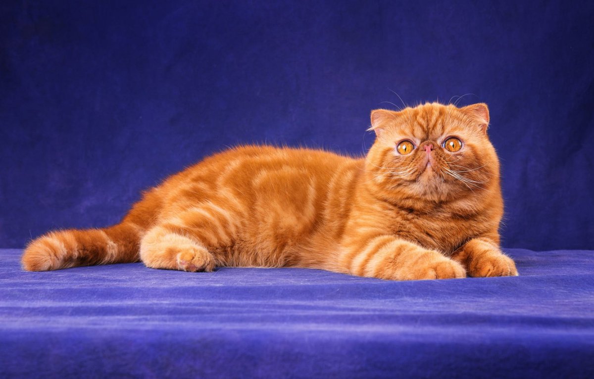 Рыжий персидский кот