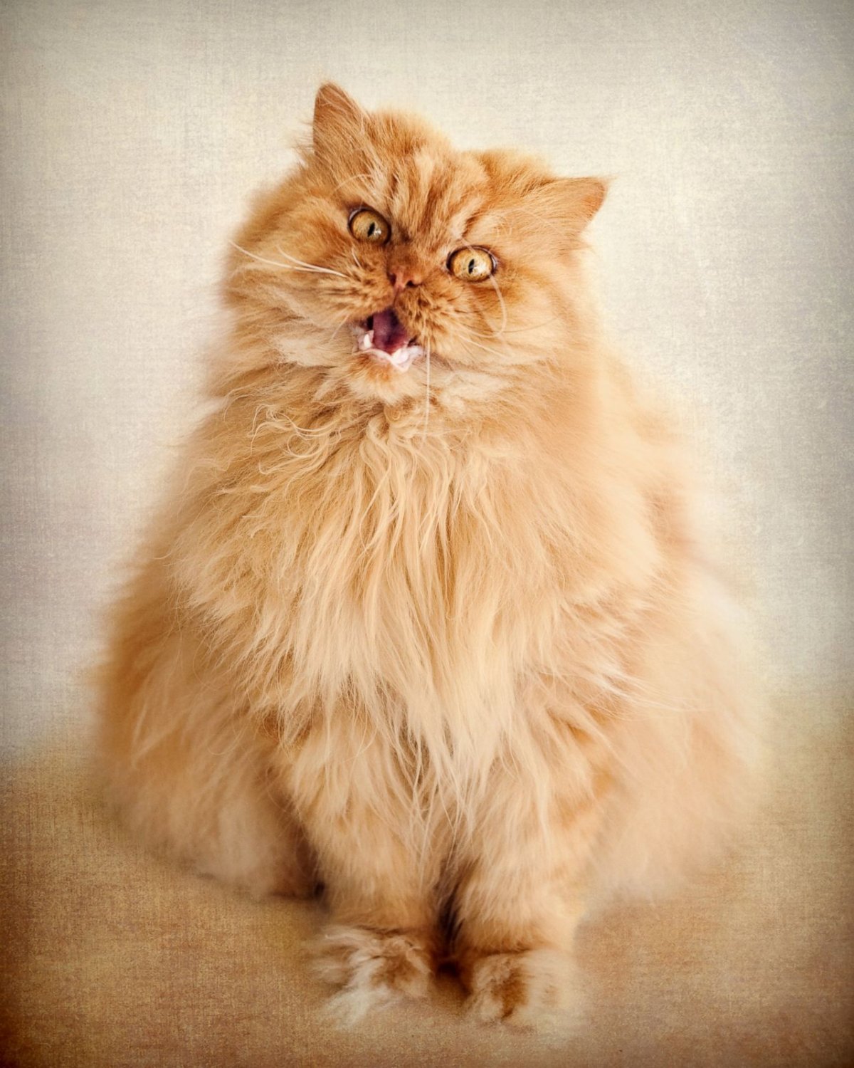 Персидская кошка