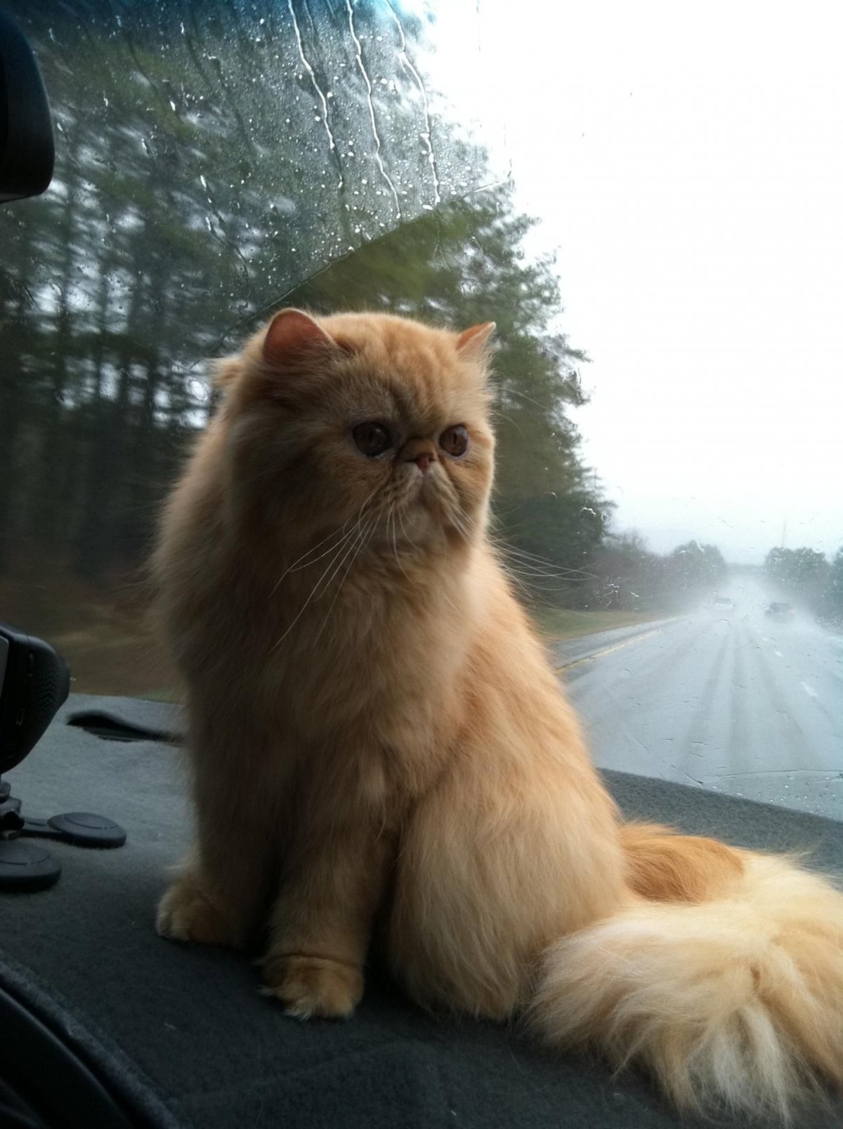 Красный персидский кот