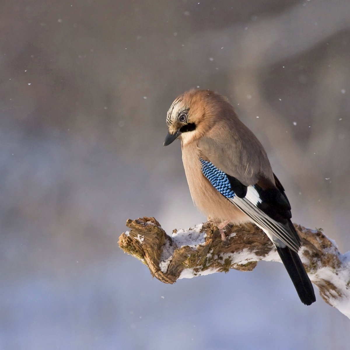 Птицы Кузбасса