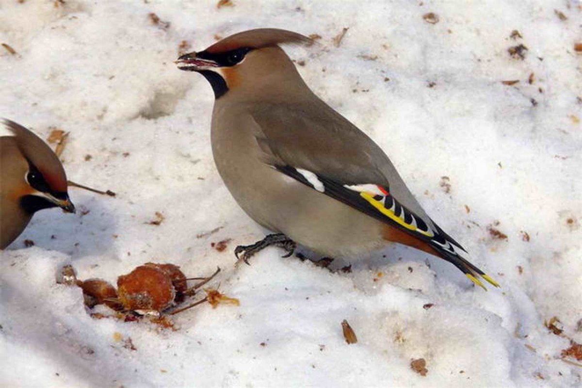 Американский свиристель