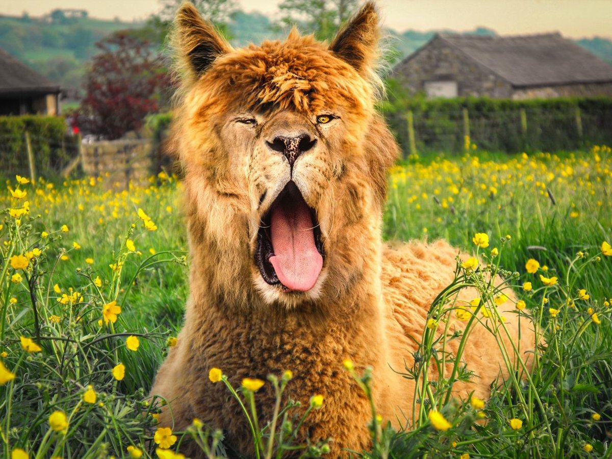 Хайбрид Энималс