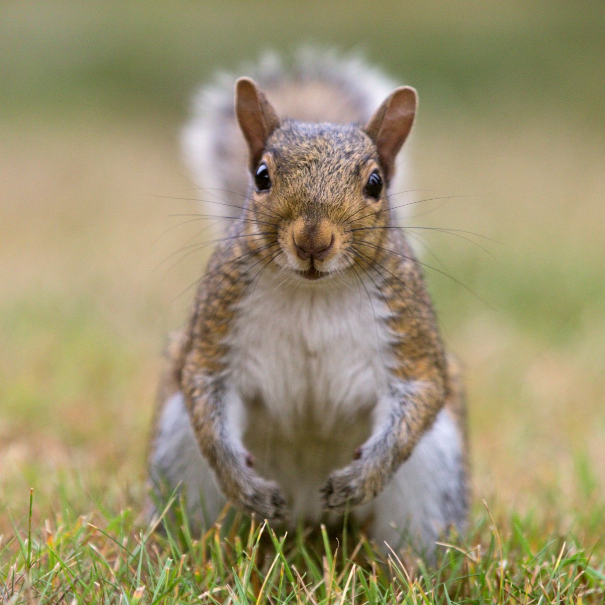 Смесь животных