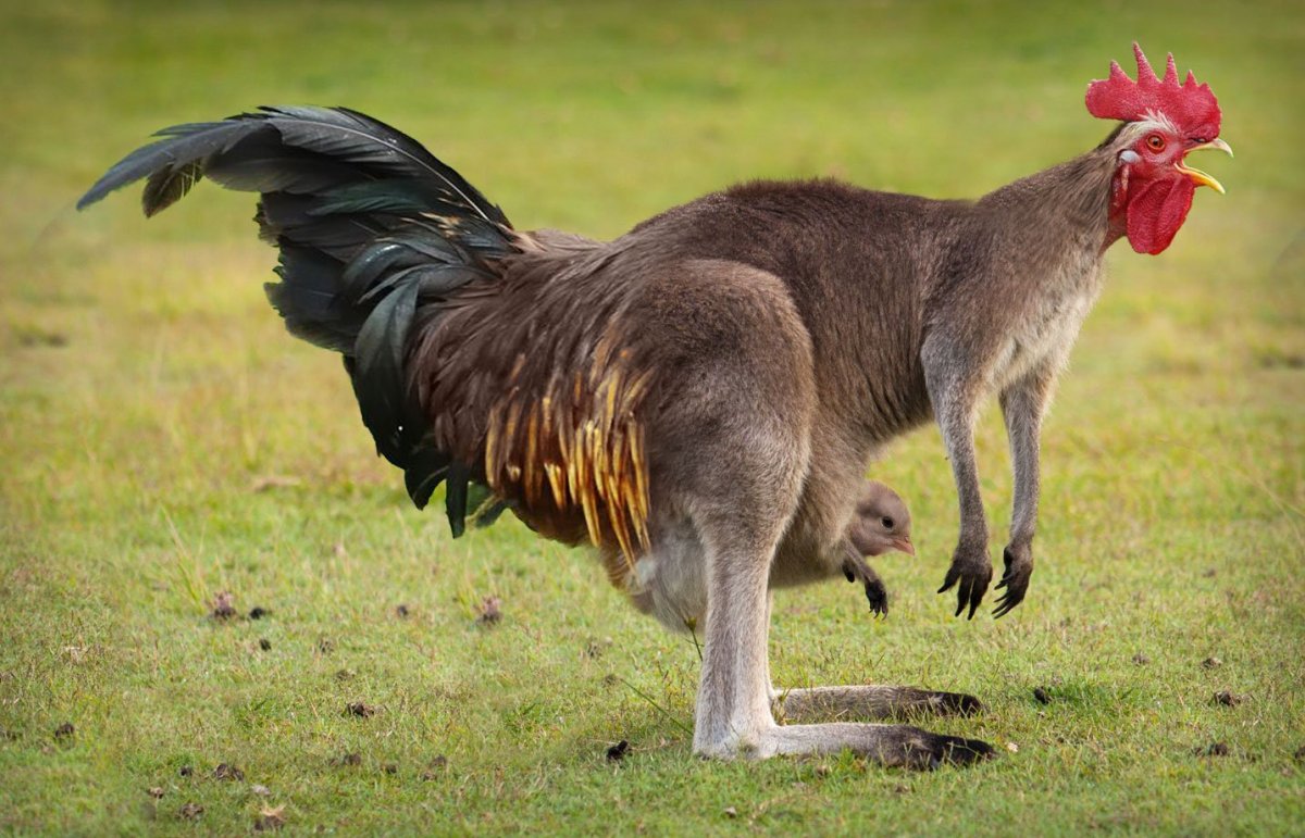 Смешные гибриды животных