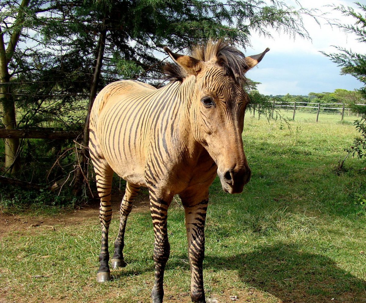 Зеброид Лигр