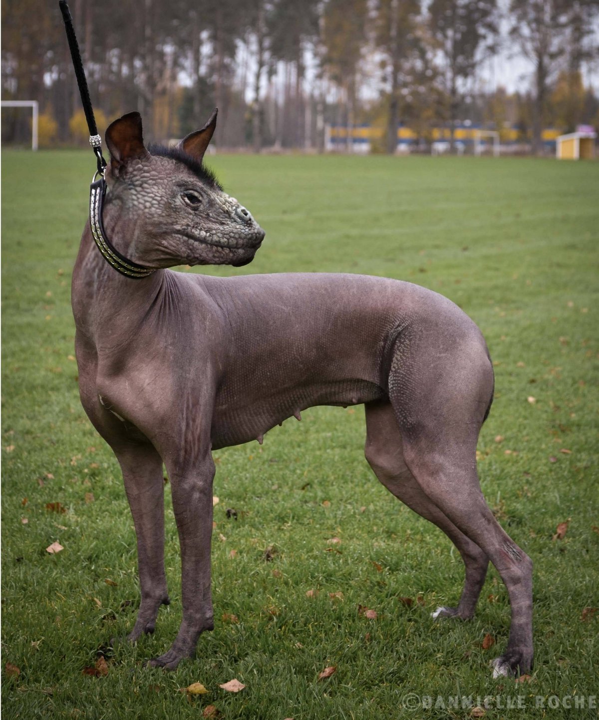 Хубрид Энималс