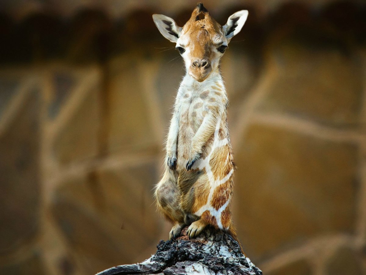 Скрещенные животные