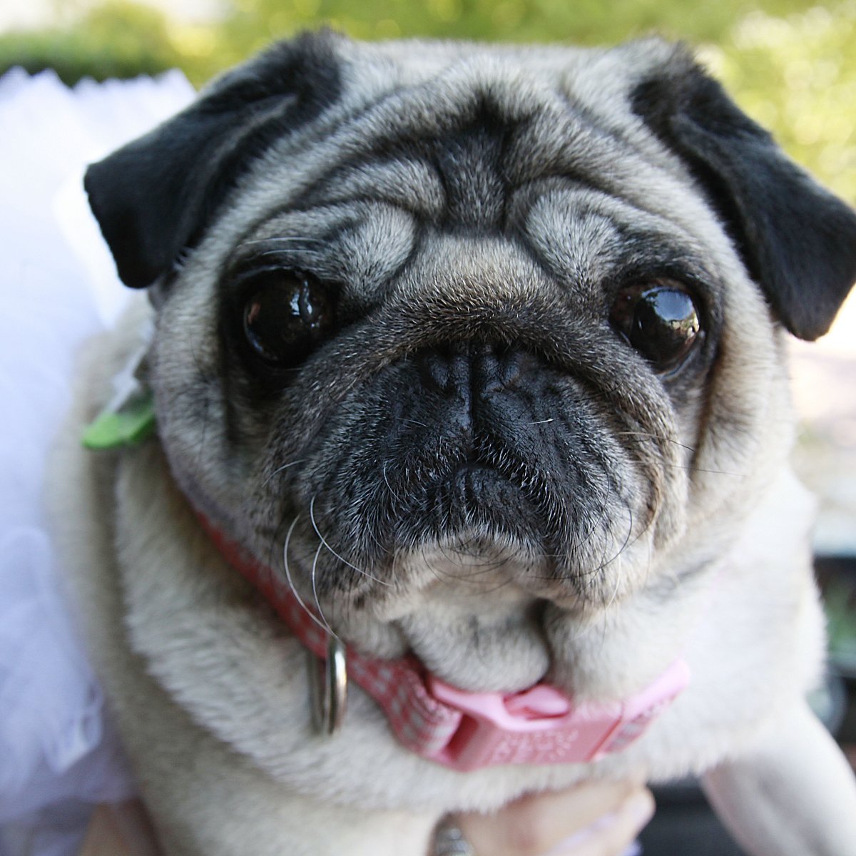 Французский бульдог голубой Пойнт