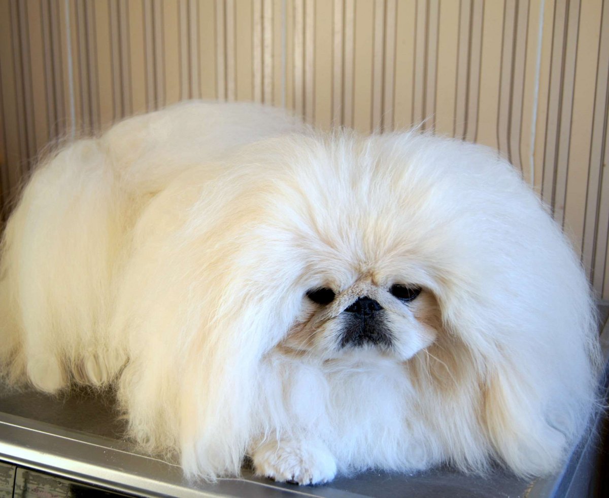 Болонка с приплюснутой мордой