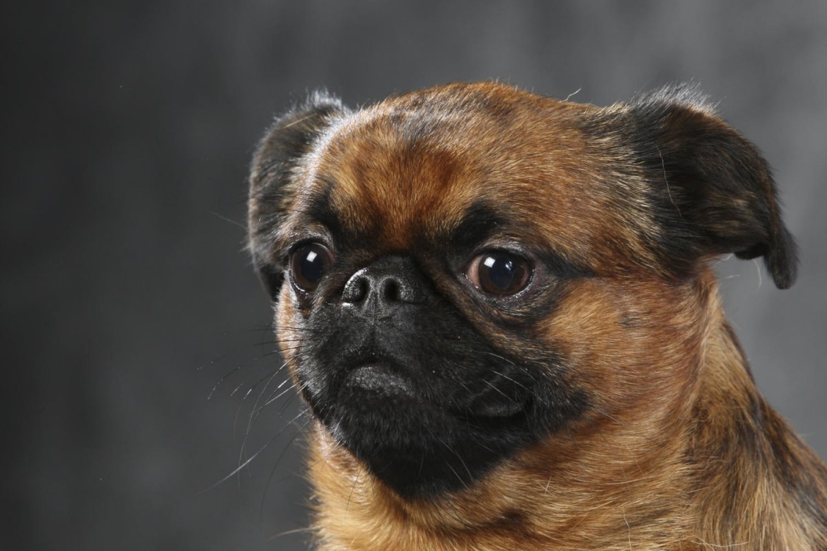 Порода собак Пекинес