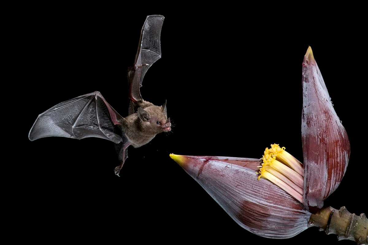 Нектарная летучая мышь