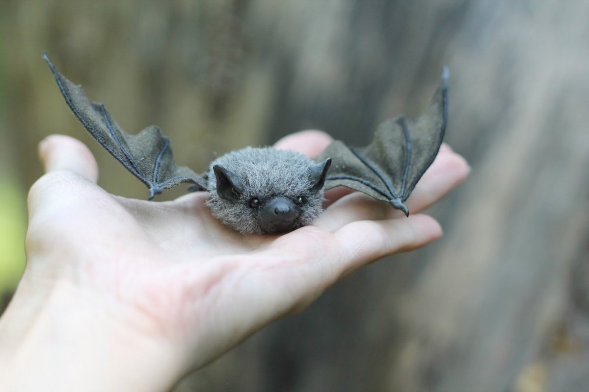 Нургуш летучая мышь