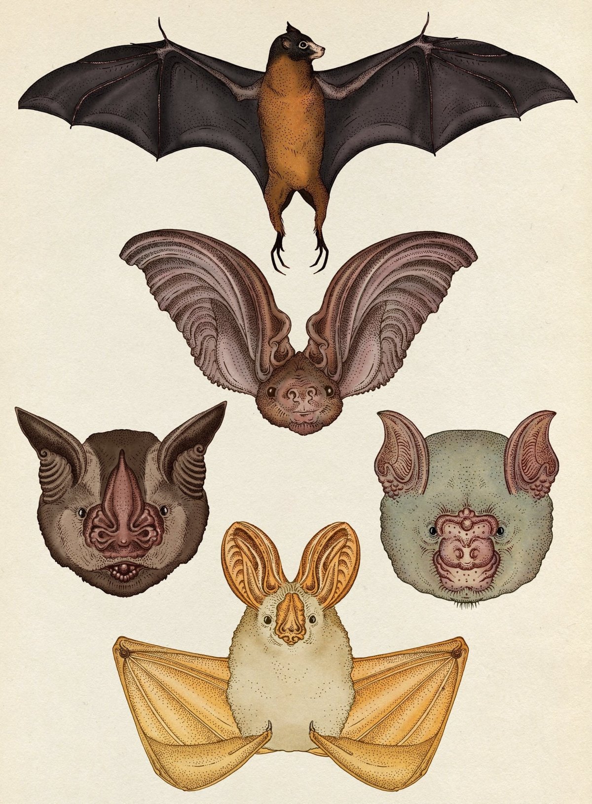 Летучая мышь арты