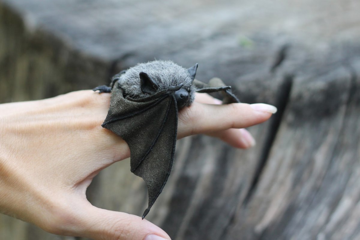 Летучая мышь красивая