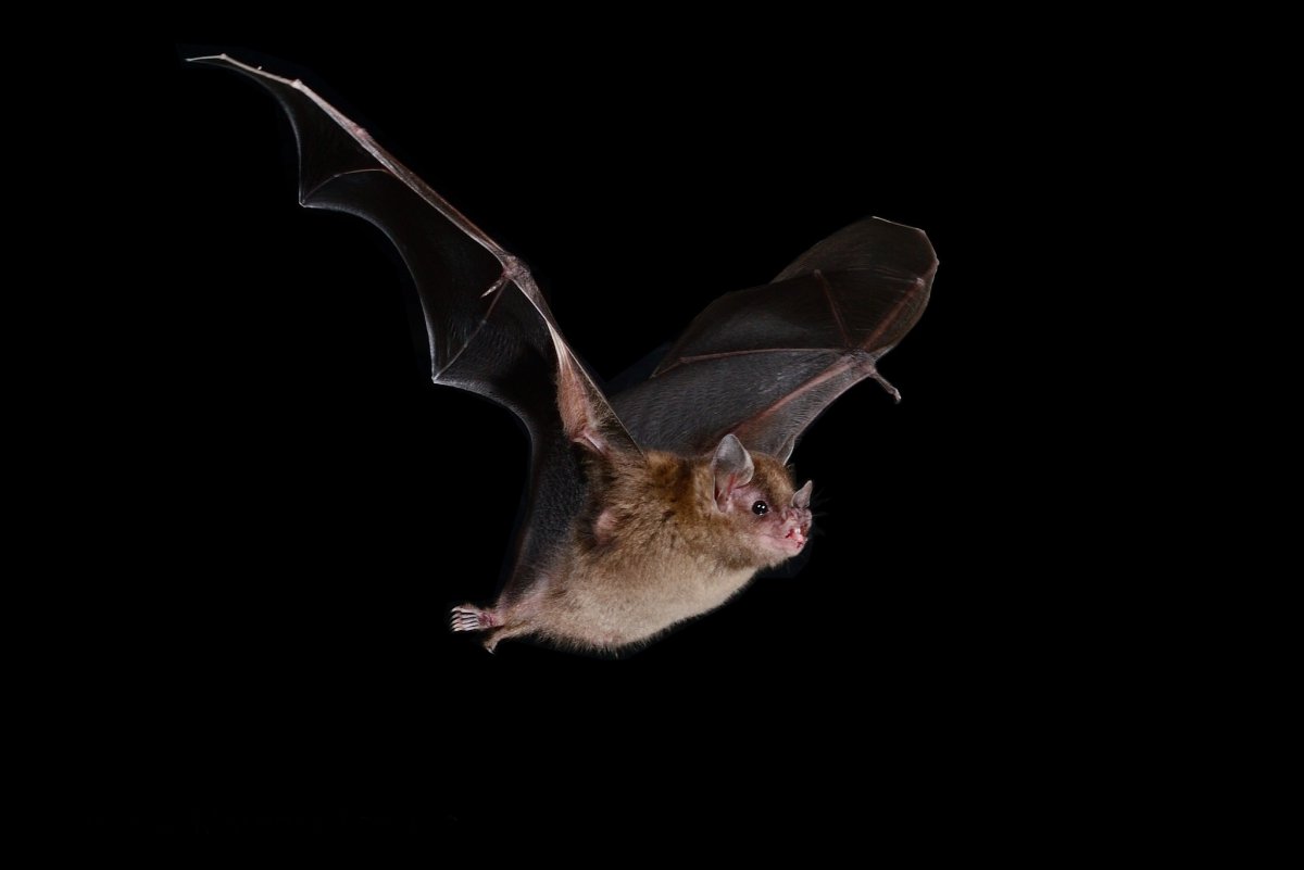 Черная летучая мышь