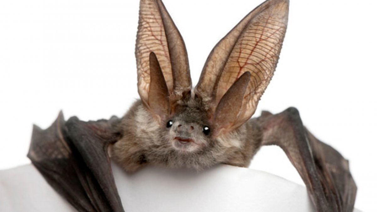 Стрелоух летучая мышь