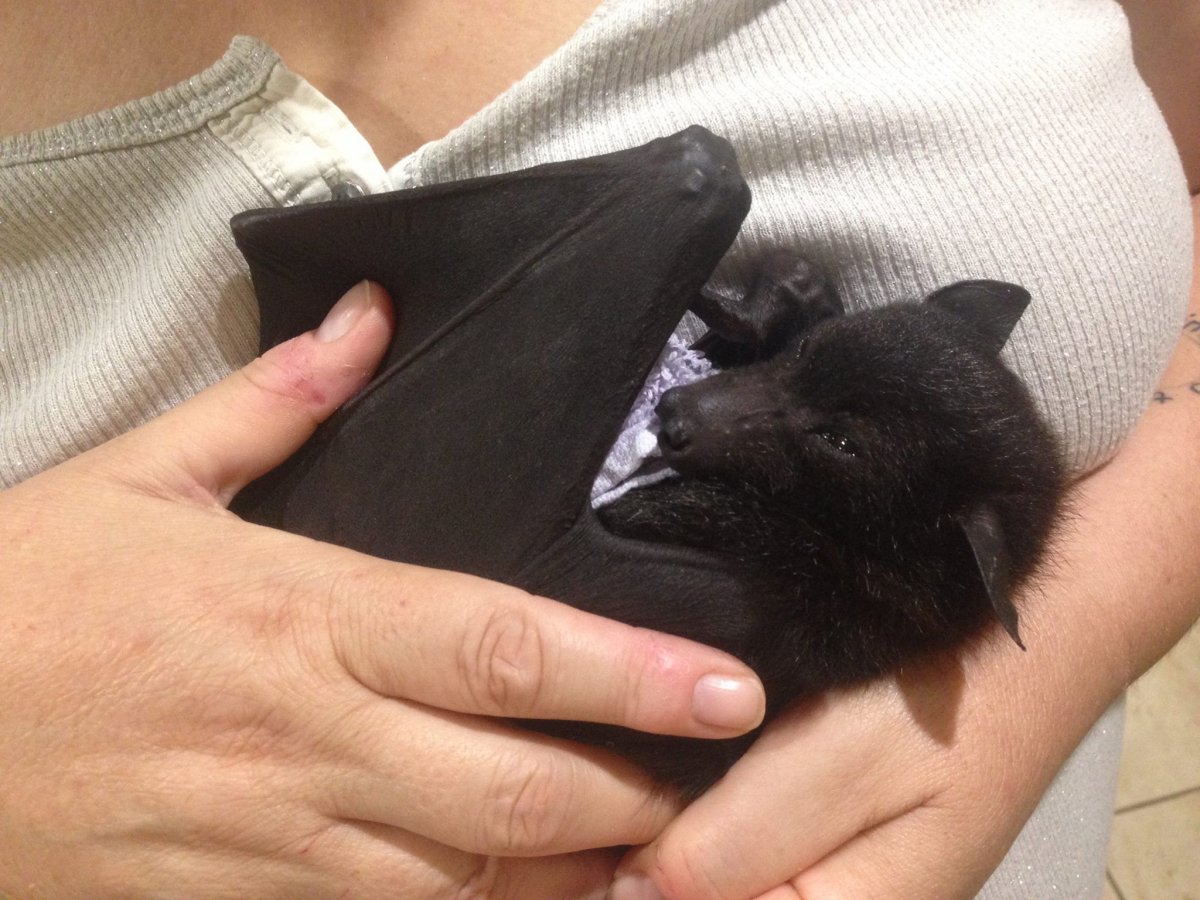 Черная летучая мышь