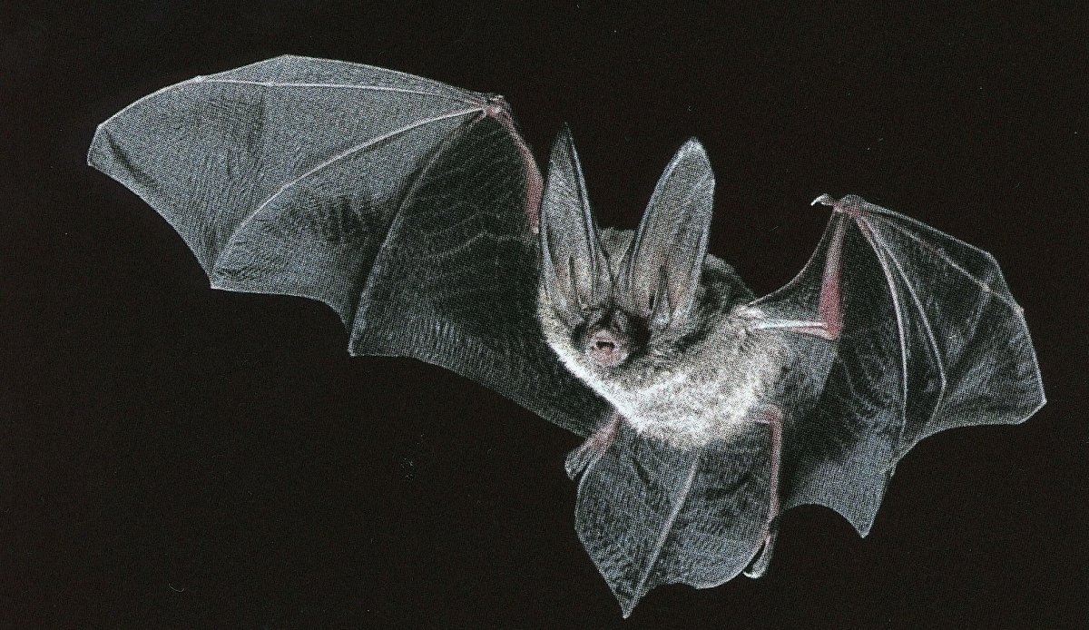 Королева летучих мышей