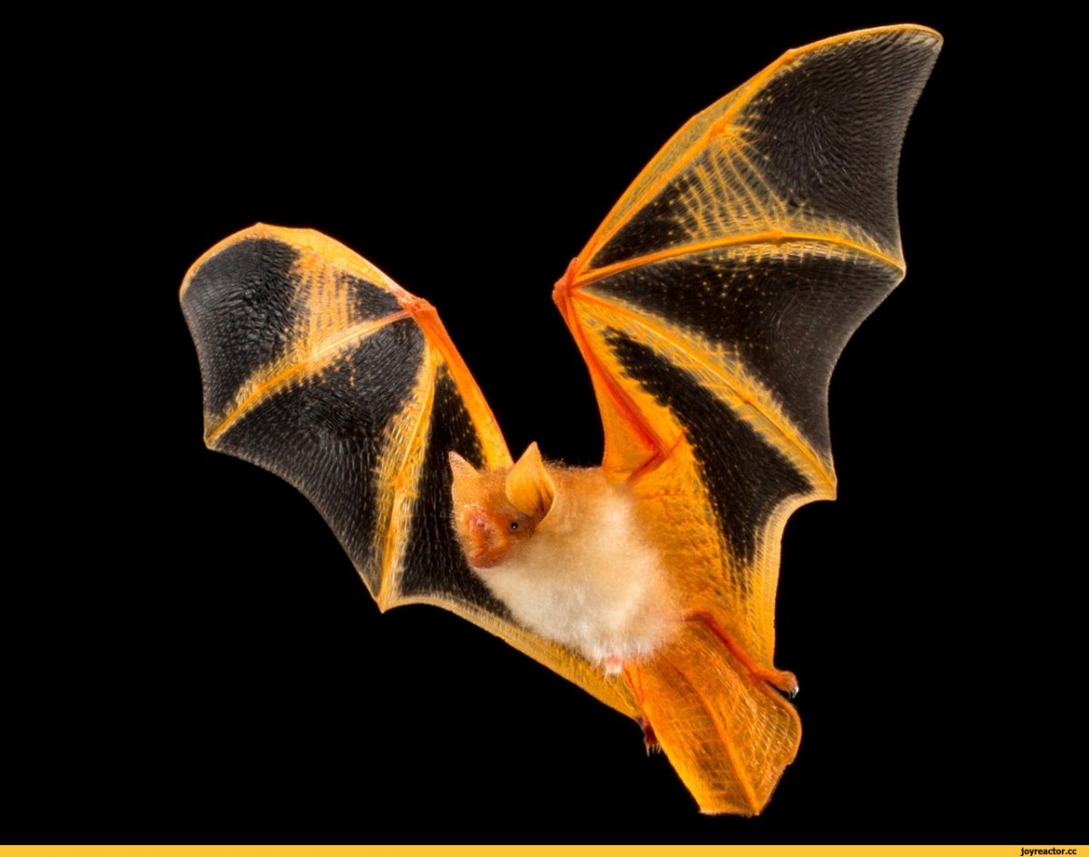 Гладконос Гульда