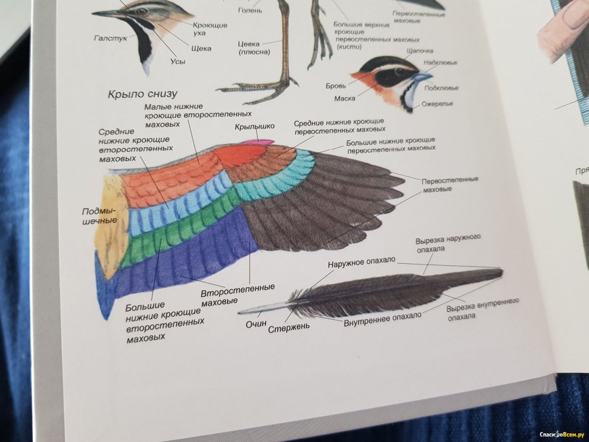 Школьный атлас определитель птиц в.м.Храбрый