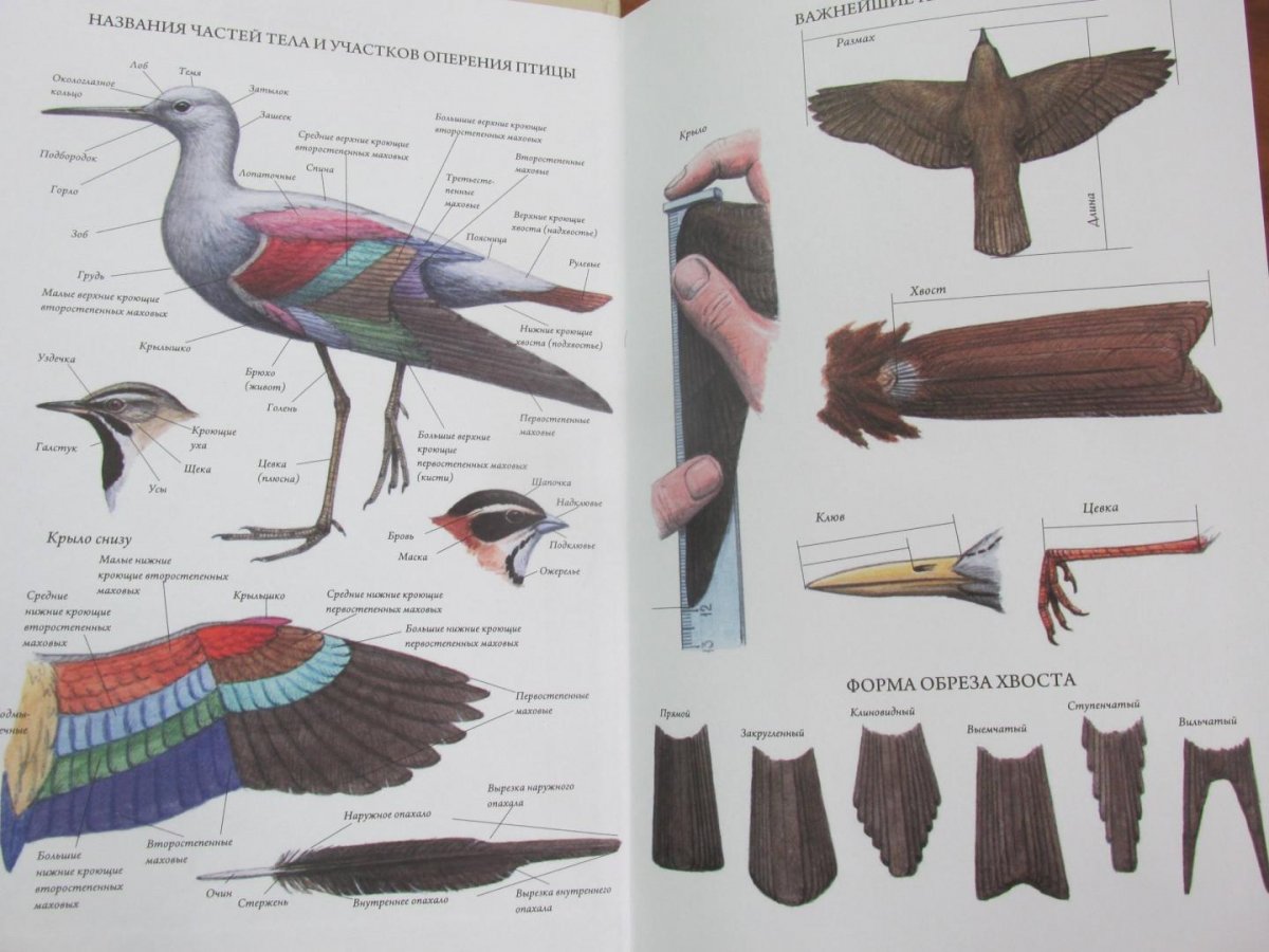 Птицы Подмосковья определитель