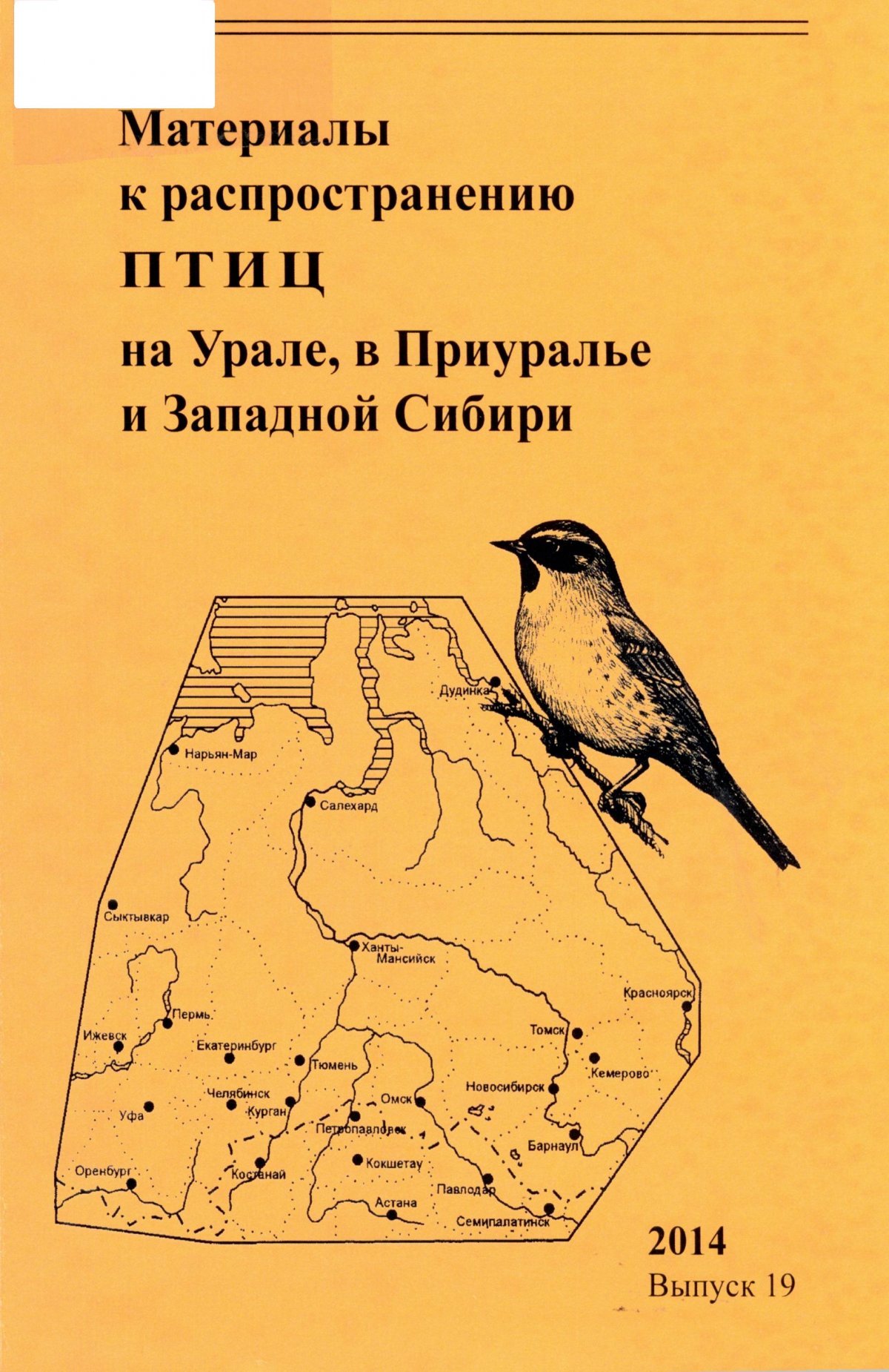 Чайка-хохотунья отличия