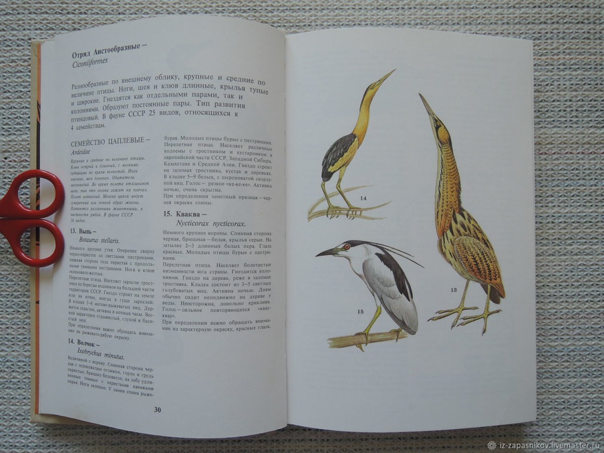 Книга Рябицев птицы Урала