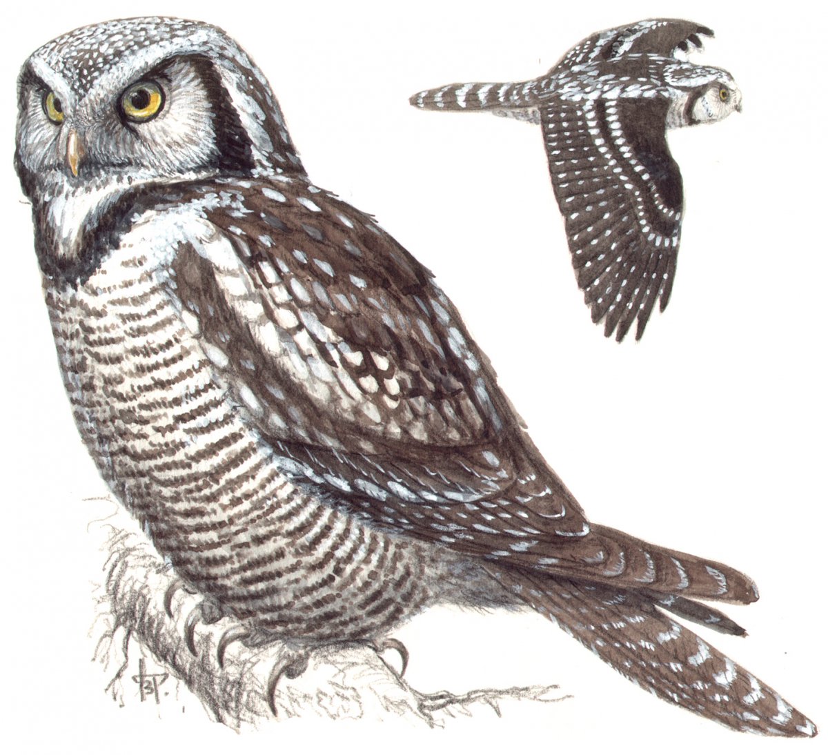 Определитель сов