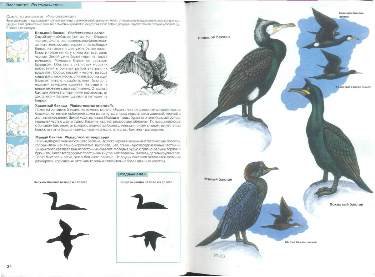 Книга Рябицев птицы Урала