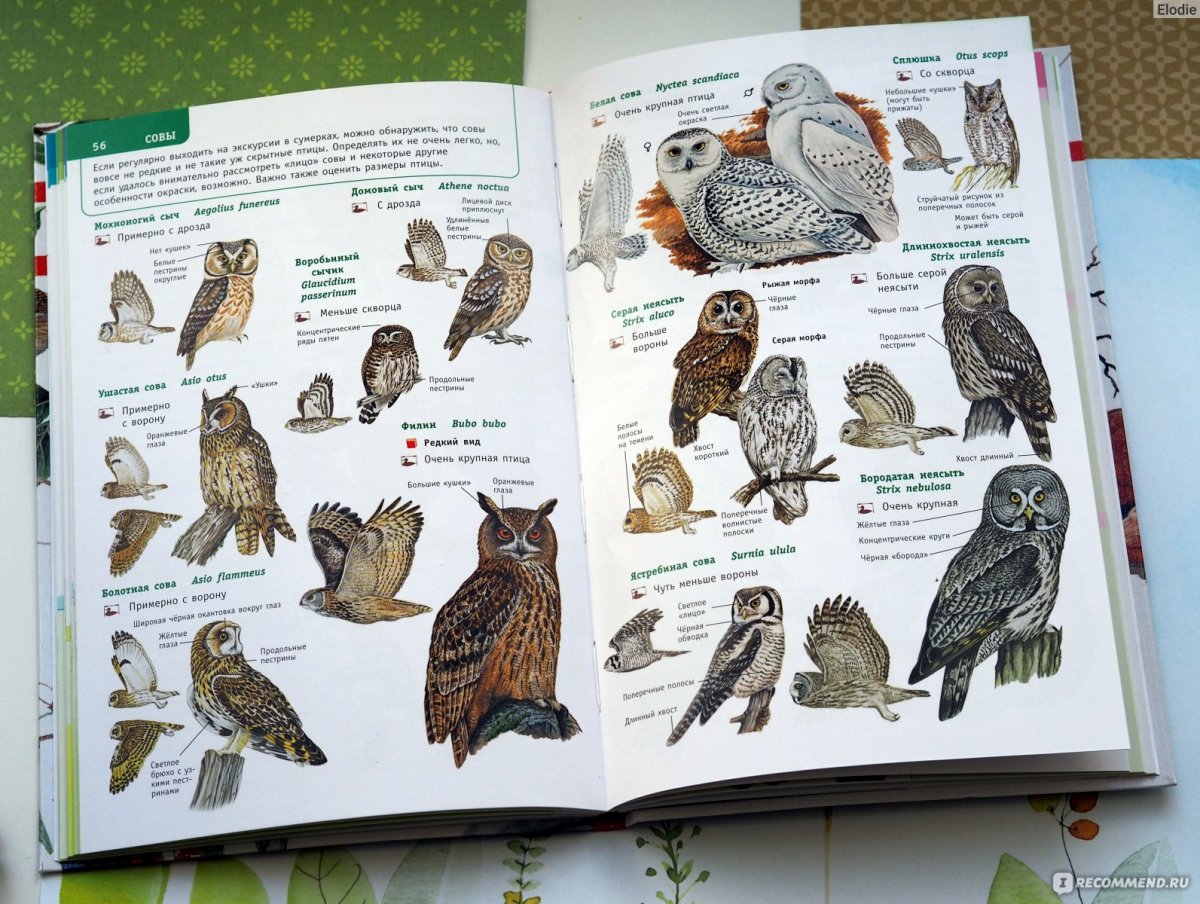 Коростель и погоныш