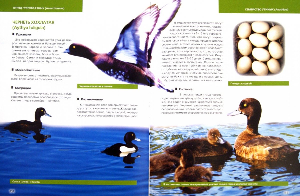 Рябицев определитель птиц