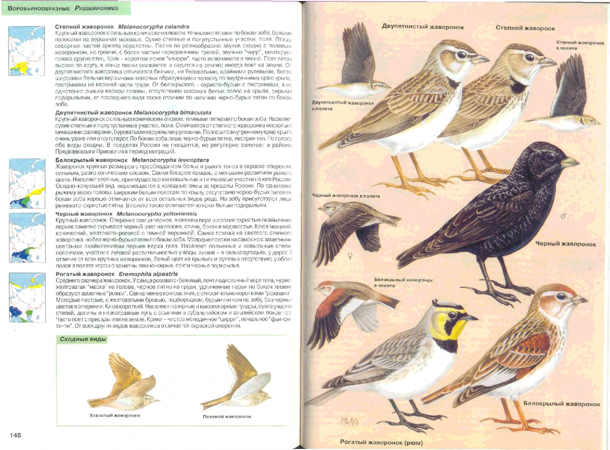 Книга птицы средней Азии Рябицев